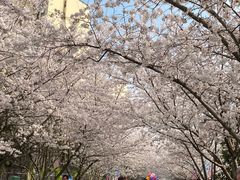 -高东镇樱花园