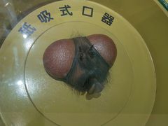 -上海昆虫博物馆