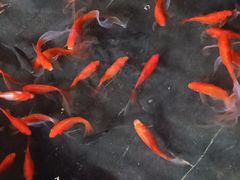 -蓉城老妈火锅(双林路店)