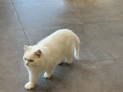 -飞行喵MR PILOT|猫舍·猫咖(静安大融城店)