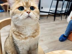 -柴迷FANS CLUB·柴犬狗咖·猫咖