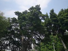 -荔湾湖公园