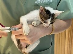 -御宝贝·A梦猫科宠物医院(国际猫友好医院)