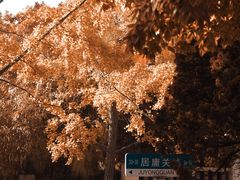 -八大关景区