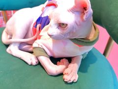 -藏猫猫咖啡主题馆(中央大道店)