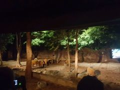 -清迈夜间动物园
