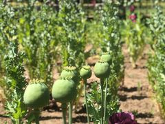 -国家植物园南园