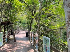 -野象谷景区