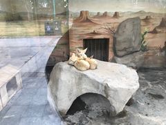 -上海野生动物园