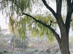 -秋霞圃