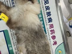 -谐和贝康宠物医院24小时·宠保定点(急重症转诊中心)