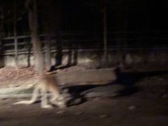 -清迈夜间动物园