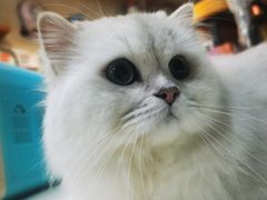 -糯米喵星人总部直营旗舰店·猫舍·幼猫出售