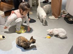 -琪喵猫屋·撸猫猫咖·猫舍
