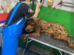 -A猫a狗全科·犬猫异宠·芥西宠物医院(南开总院)