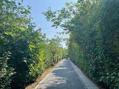 -华侨城湿地公园