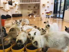 -momokira米努特·德文卷毛猫·棉花面纱犬