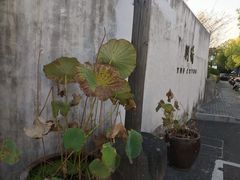 -几荷·恰似故人来(秀水广场店)