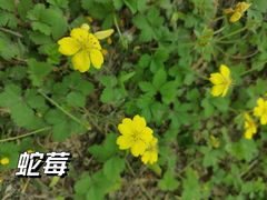 -大兴滨河森林公园