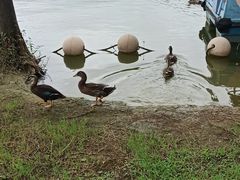 -飞来湖湿地公园