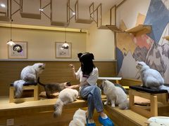 用餐区-滚猫咖啡·猫咖·猫友好撸猫(未来城店)