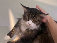 -豆逗聊愈猫阁Easy Life