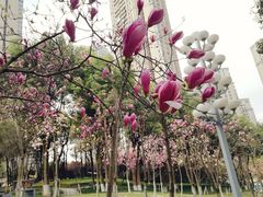 -重庆市江北嘴中央商务区中央公园