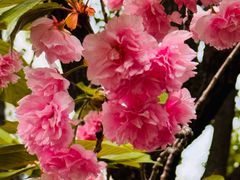 -高东镇樱花园