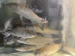 -源港渔村-中山脆肉鲩(博罗店)