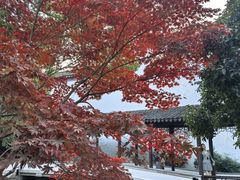-秋霞圃