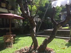 -清迈菩提塞雷纳