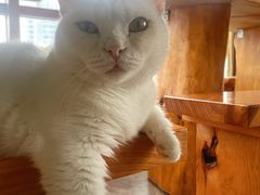 -蓝鲸·缅因猫舍