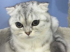 -喵的天空名猫咖啡馆·撸猫·猫舍·用品