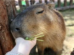 -上海野生动物园