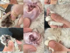 -momokira米努特·德文卷毛猫·棉花面纱犬