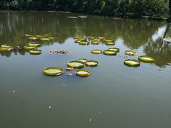 荷花-西湖外事游船(湖滨二公园外事游船码头)