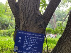 -柳侯公园