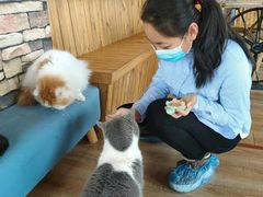 -猫的茶·猫咖