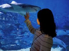 -烟台海昌鲸鲨海洋公园