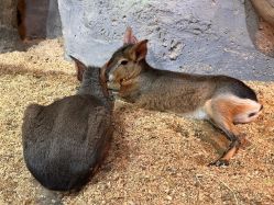 -Zoolung Zoolung动物主题公园(海信广场店)