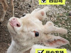 -苏州太湖西山岛开心农场