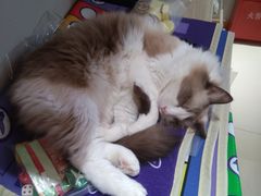 -飞行喵MR PILOT|猫舍·猫咖(静安大融城店)