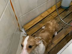 -瑞鹏瑞爱宠物医院·全科·猫科·血液透析中心(龙头寺店)