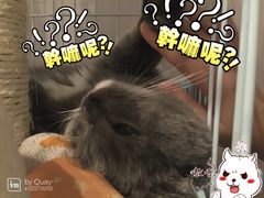 -Oh My Dog宠物沙龙(伊珊娜皮毛护理店)
