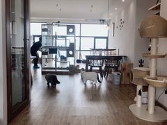 大堂-猫小主咖啡·猫咖cat cafe(福田店)