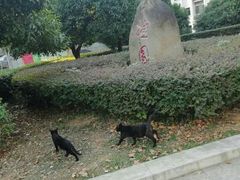 -武汉大学-桂园餐厅