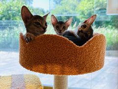 -PETKIT 小佩宠物·德文赛凯猫舍