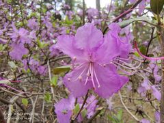 -黑龙江省森林植物园