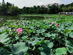 -新江湾城公园