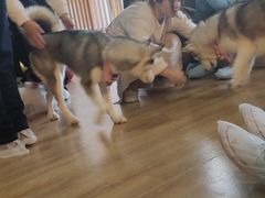-Husky Go! 哈士奇体验馆·宠物咖啡厅狗咖